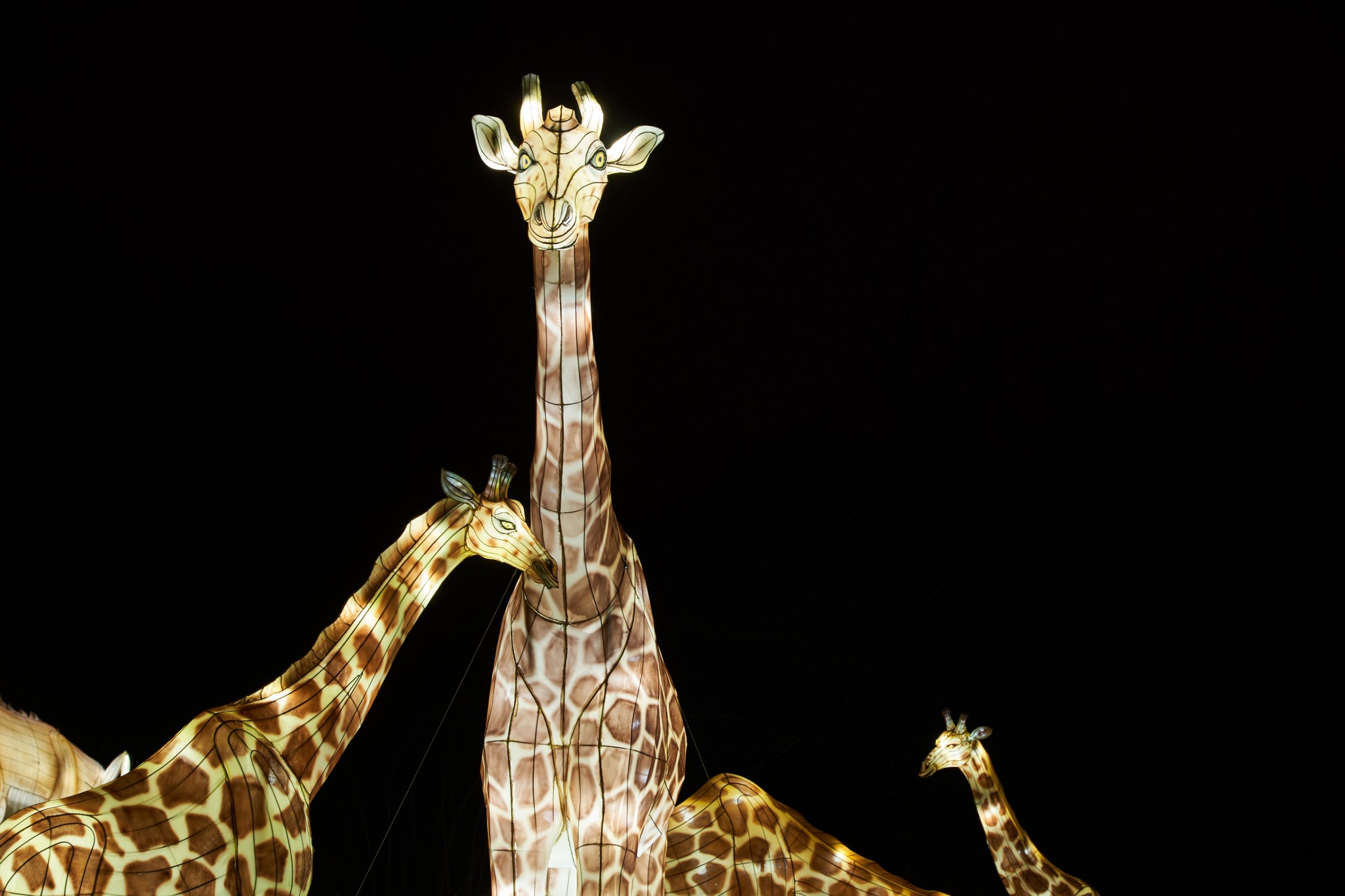 2024 01 03 Köln Zoo China Lights 1142